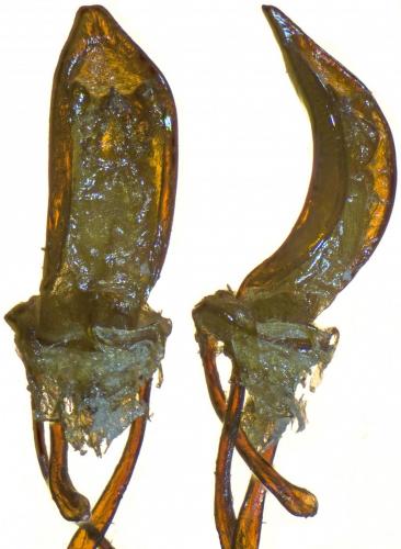 Réf. 253 786 : Otiorhynchus arcticus arcticus